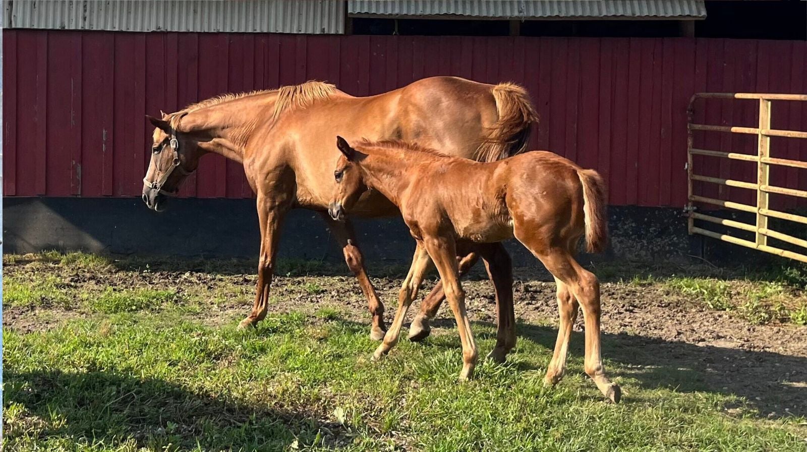 Thoroughbred broodmare and foal in a paddock, representing high-value horses that impact horse insurance cost