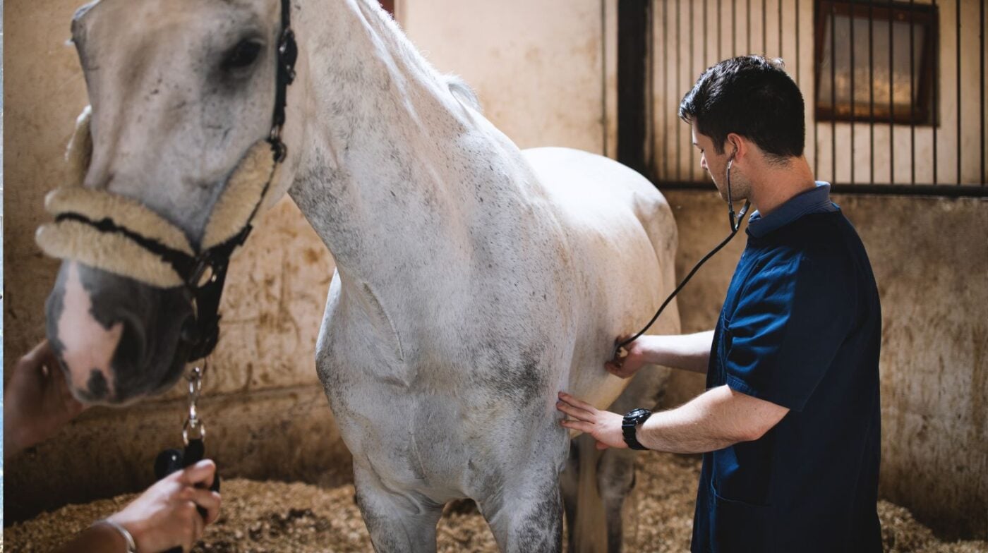 Equine veterinarian using a stethoscope to listen to the horse's gut sounds and heart during a pre-purchase exam physical.