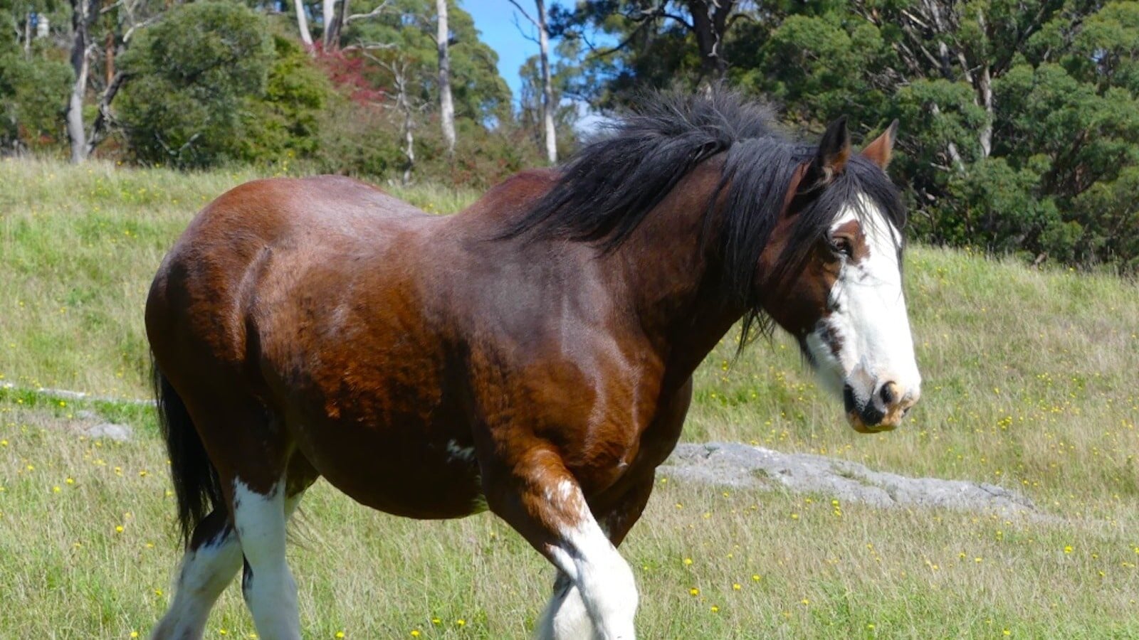 Overweight draft horse displaying regional fat deposits associated with equine metabolic syndrome (EMS)