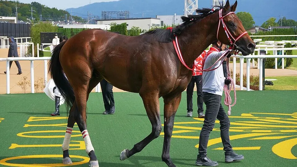 Japanese racehorse Forever Young at Kyoto racecourse