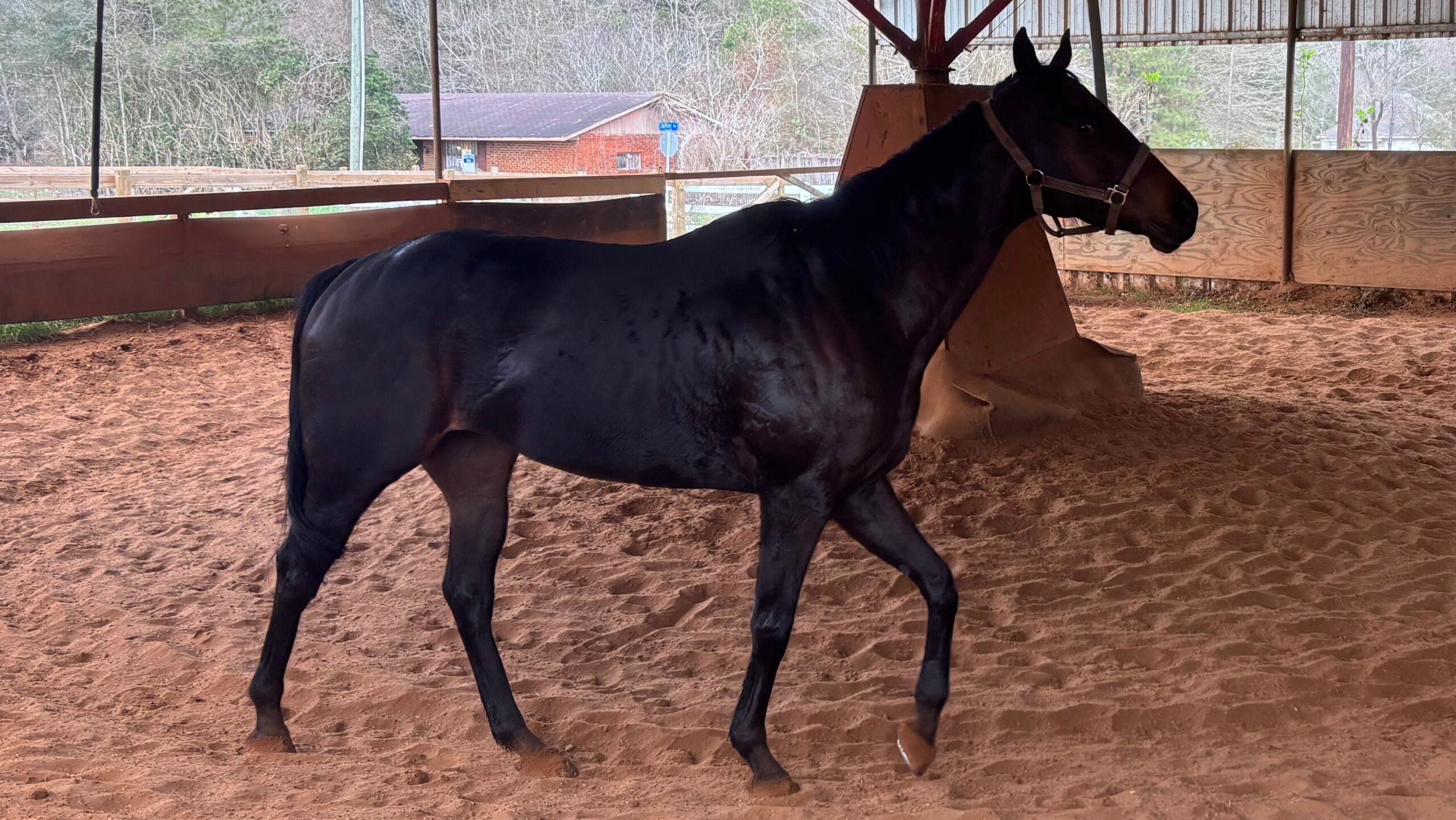 Horse trotting on walking wheel showing natural head carriage for comparison when evaluating potential head bobbing and lameness patterns