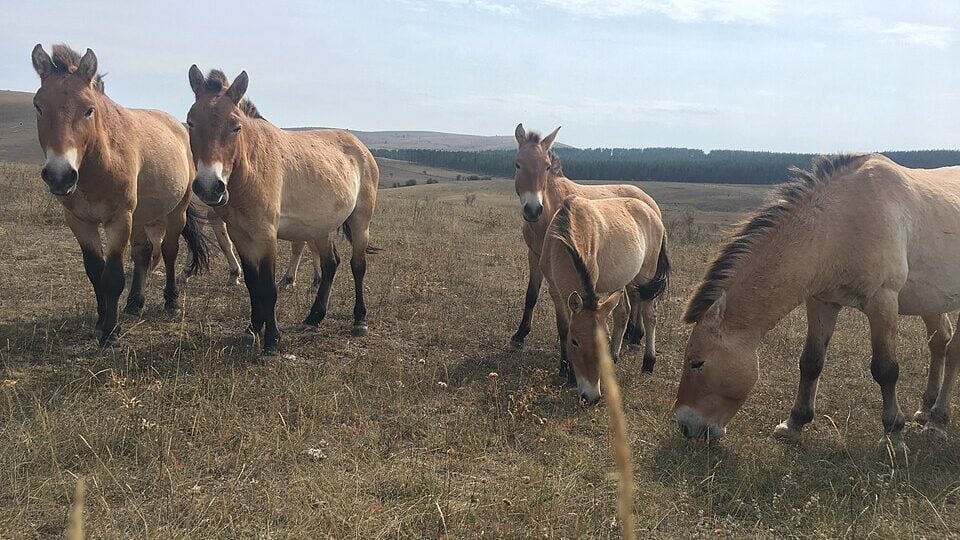 Przewalski's semi-freed horses (Equus ferus przewalskii).