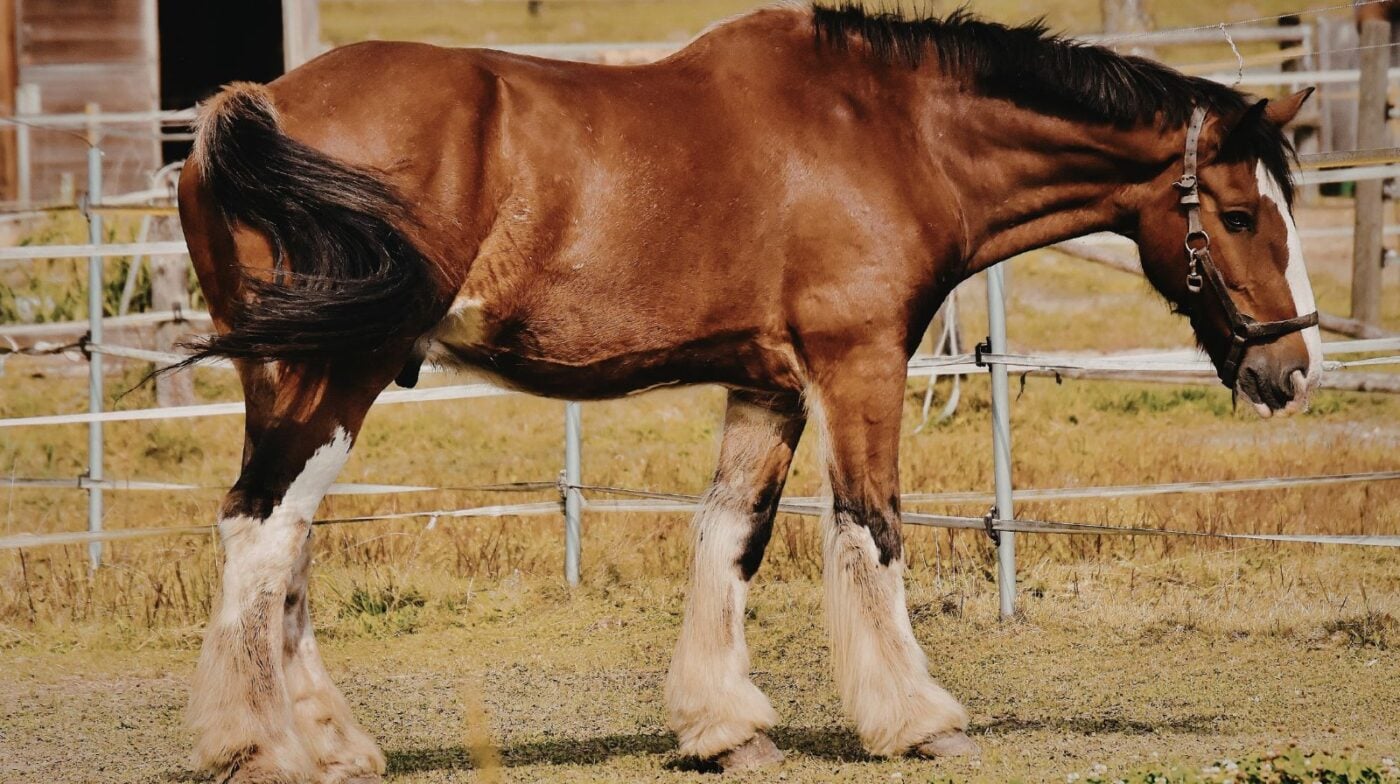 Draft horse with long feathers with mite infestation. 