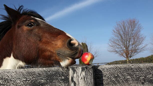 Horse eating an apple off a fence post, one of the safe fruits and vegetables for horses.