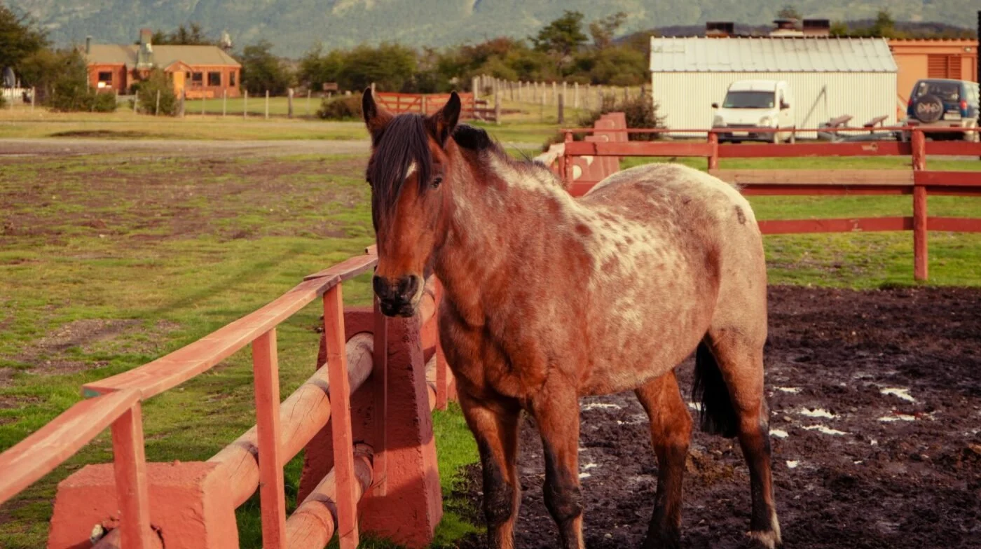 Wet muddy horse paddock increasing risk of hoof abscesses and softening