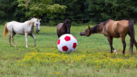 Three horses playing with a ball showing focused ear positions.