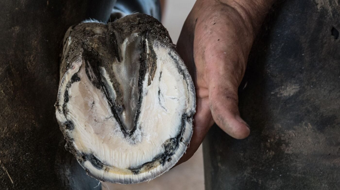 Farrier holding trimmed hoof with an abscess.  abscess sensitivity in horse hoof