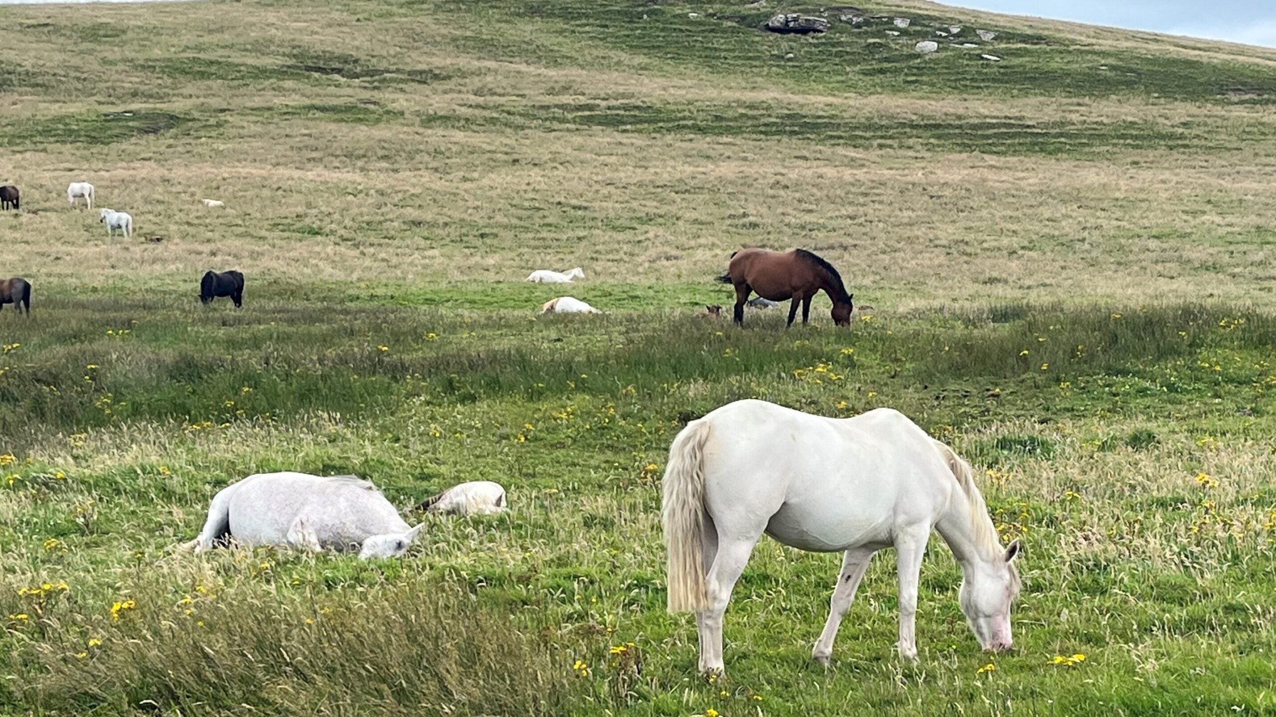 Wild mustangs in Nevada field.