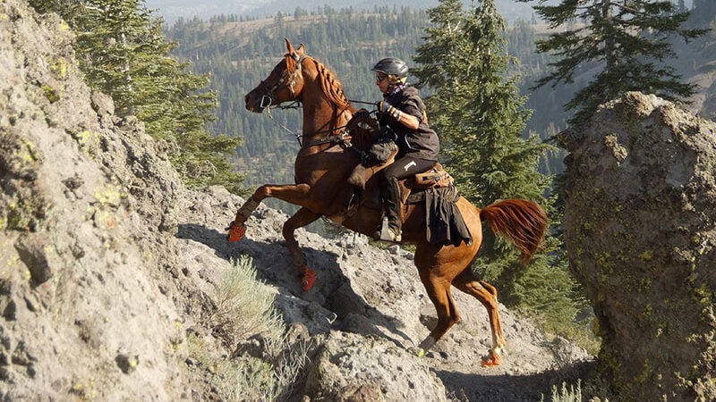 Horse wearing hoof boots in Tevis Cup endurance ride