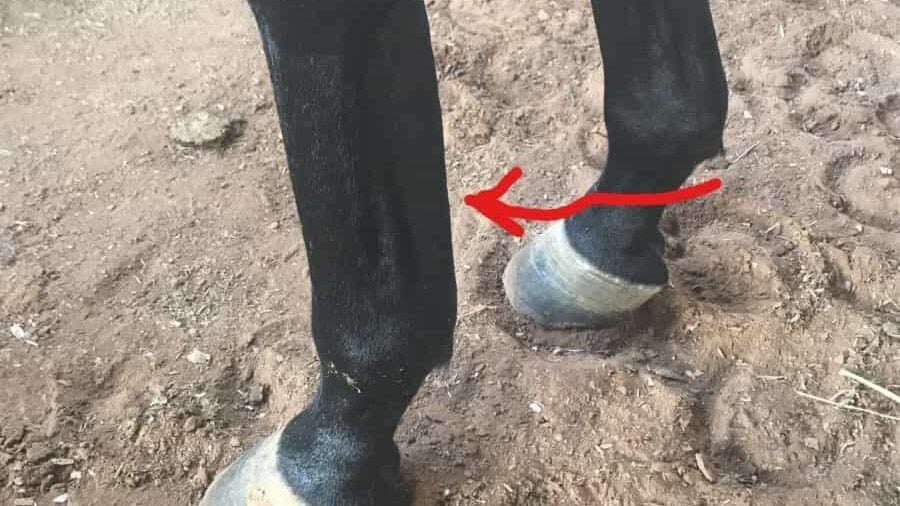 Close-up ultrasound-verified bowed tendon on a horse's front leg, showing the classic curve of a superficial flexor tendon injury.