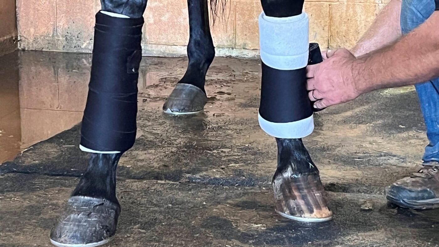 Young horse getting its front legs wrapped to treat bucked shins.