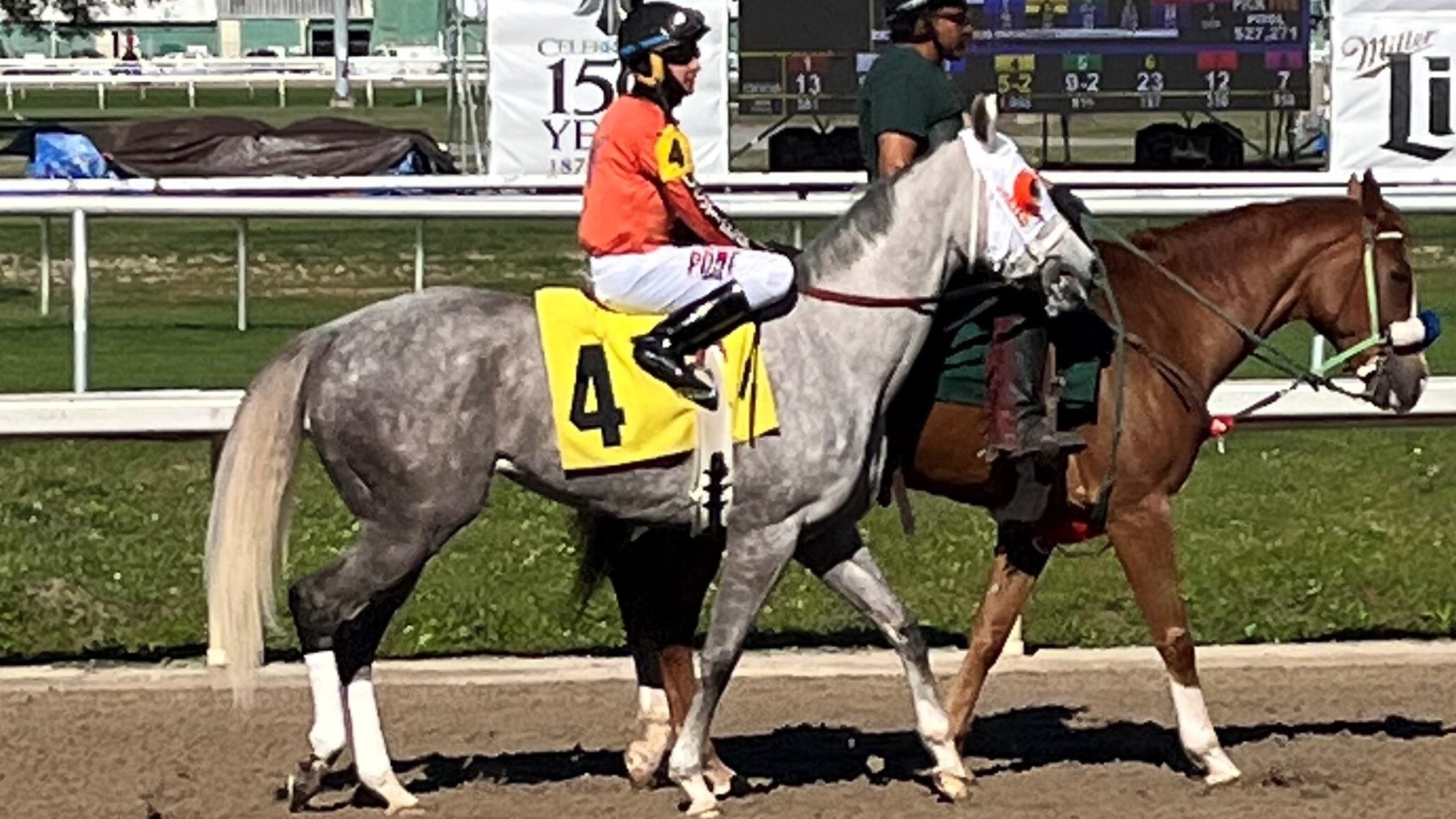 Thoroughbred racehorse on the track with rear leg wraps.