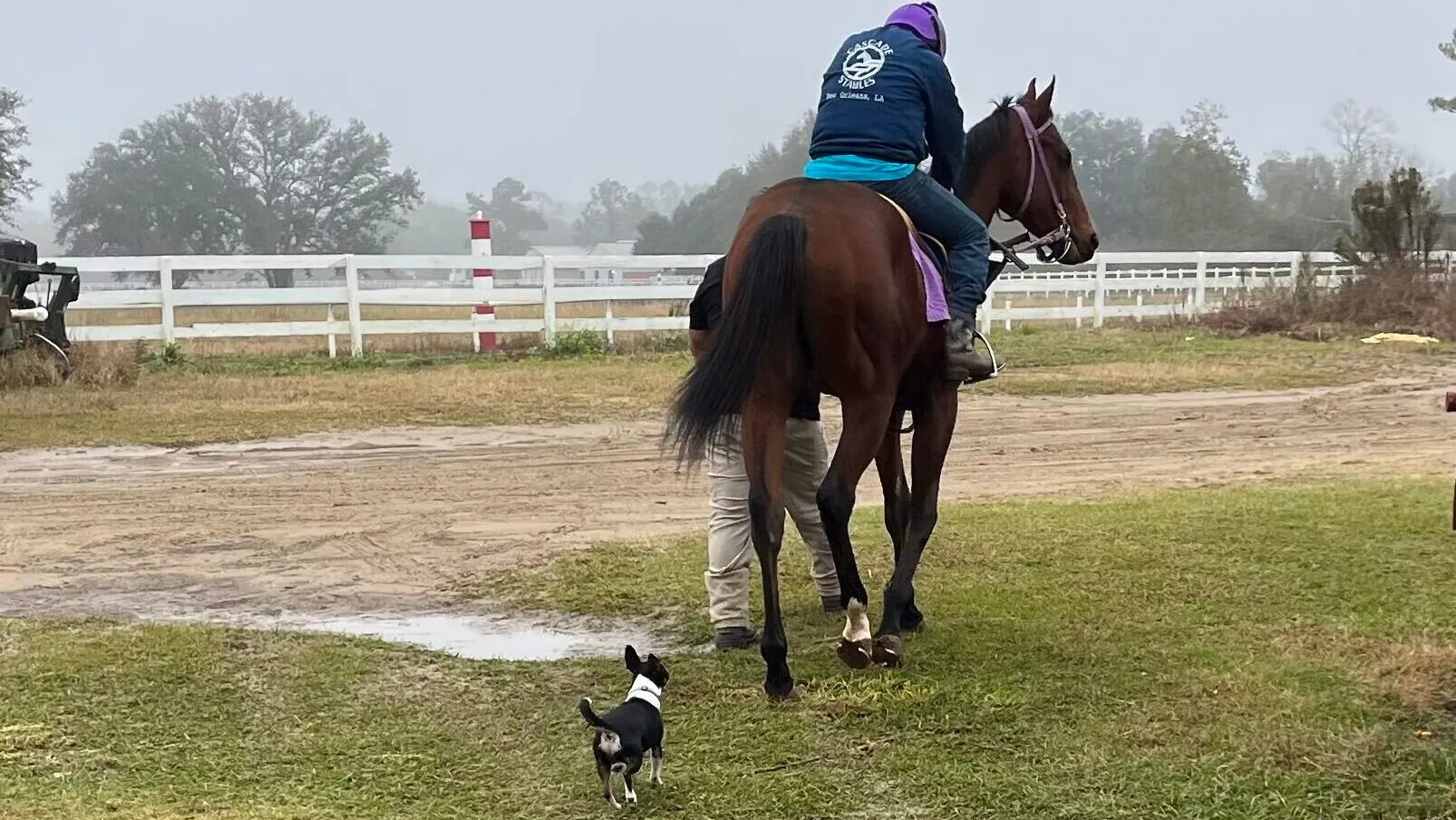 Our terrier following a horse from our barn to the training track.