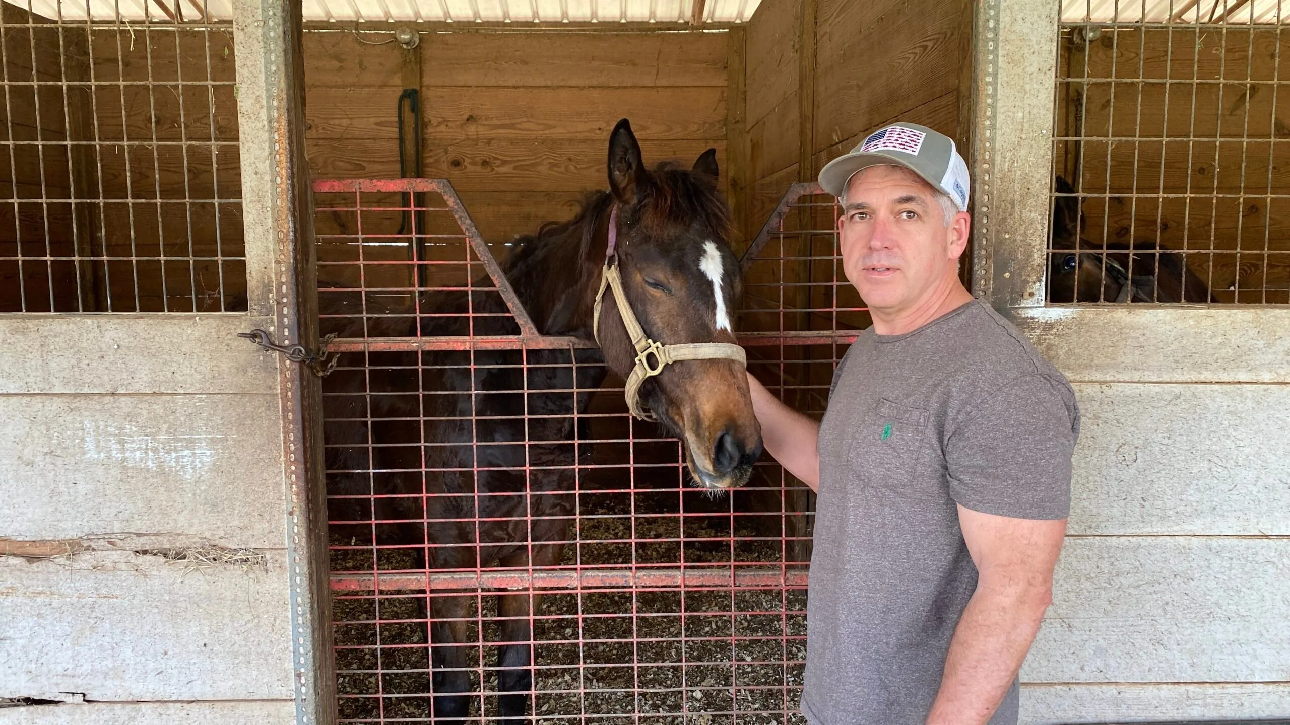 Moving a horse to a new home &mdash; newly arrived Thoroughbred filly standing calmly in a prepared stall after transport to our barn.