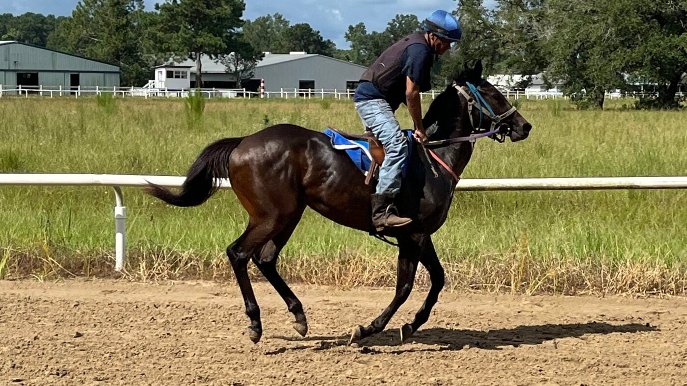 Young thoroughbred horse in training, hasn't drifted yet. 