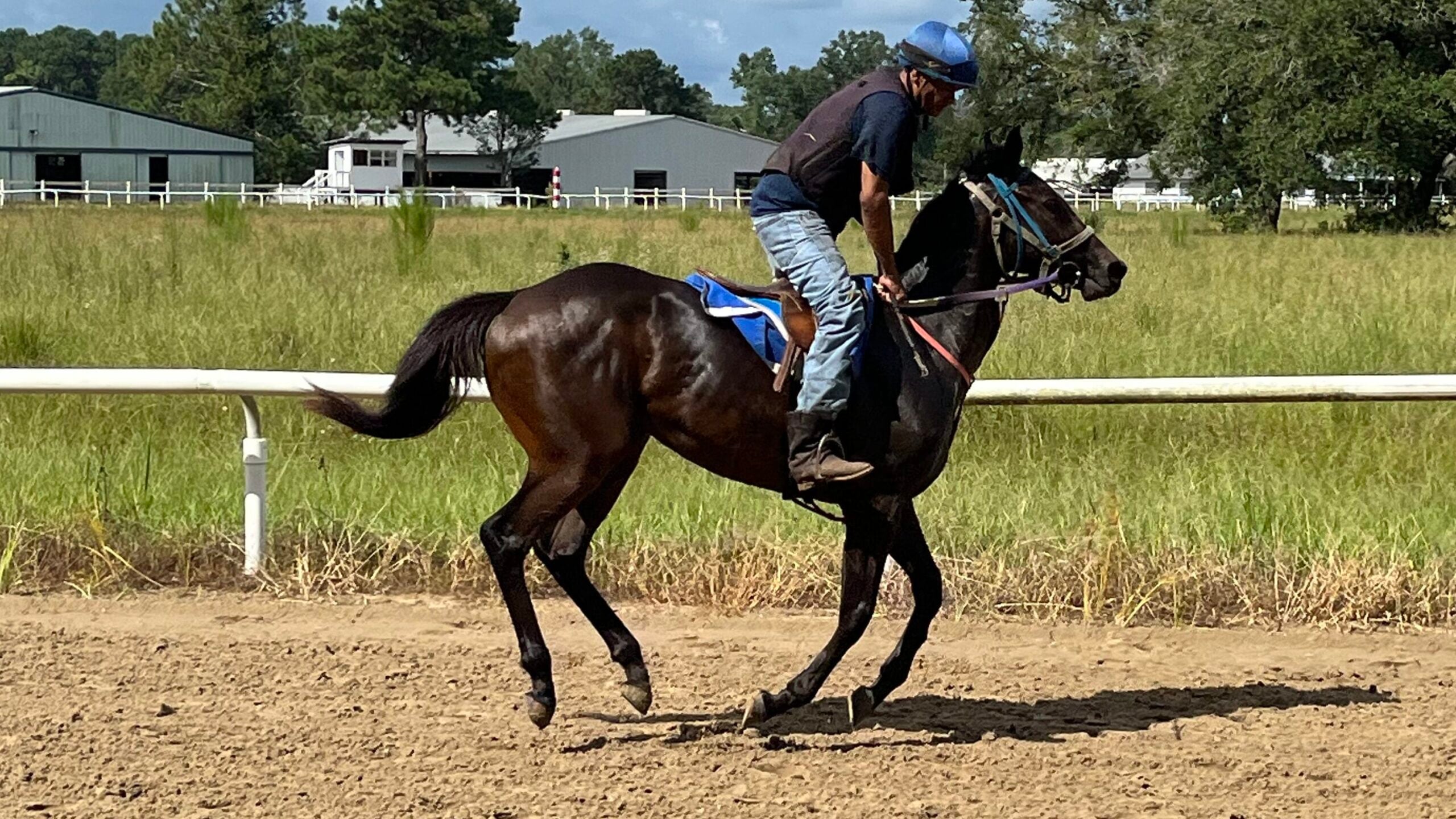 Young thoroughbred horse in training. Bowed tendons are common in young racehorses
