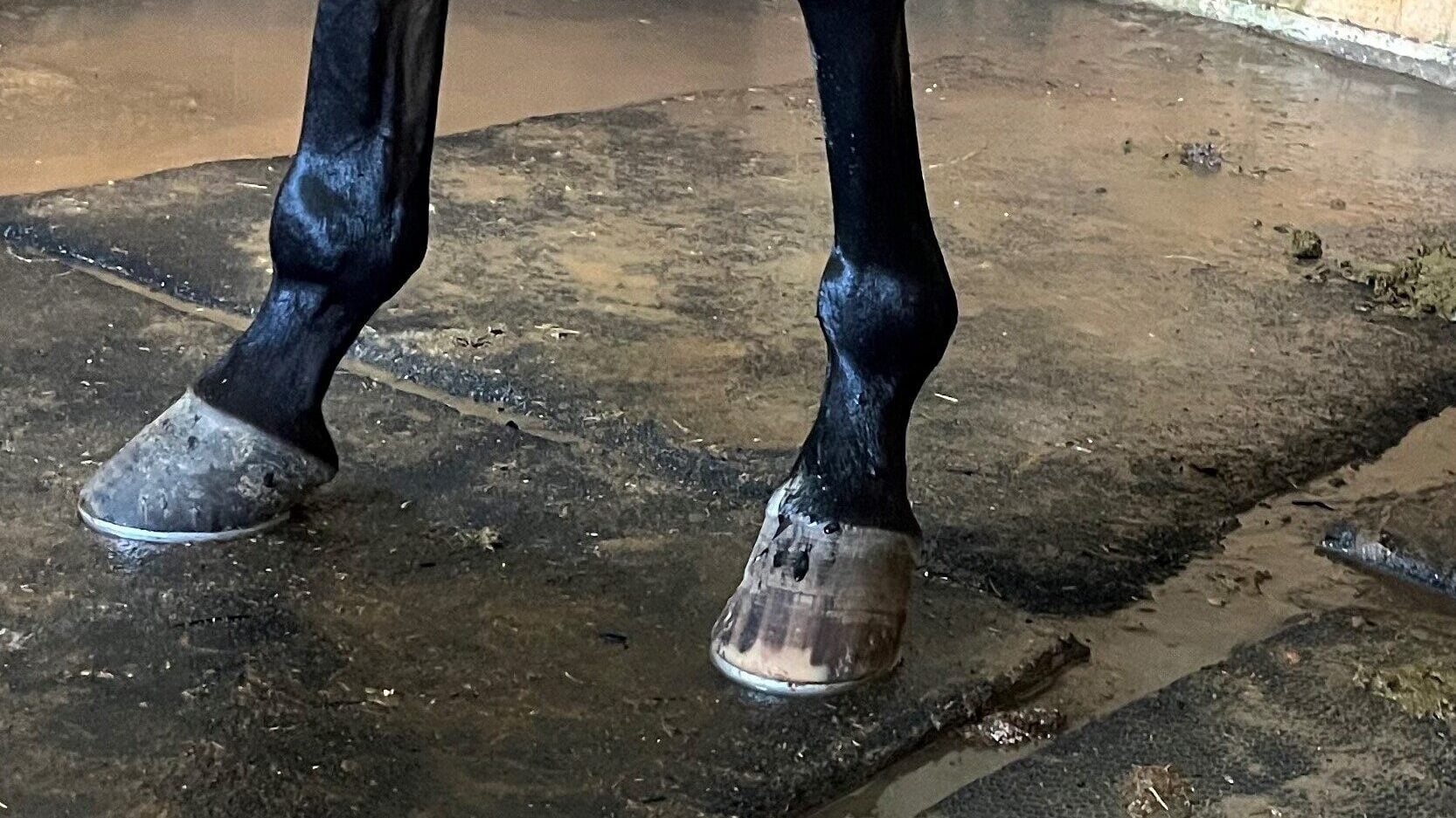 What are racing plates? Close-up of racing plates on a horse's front feet.