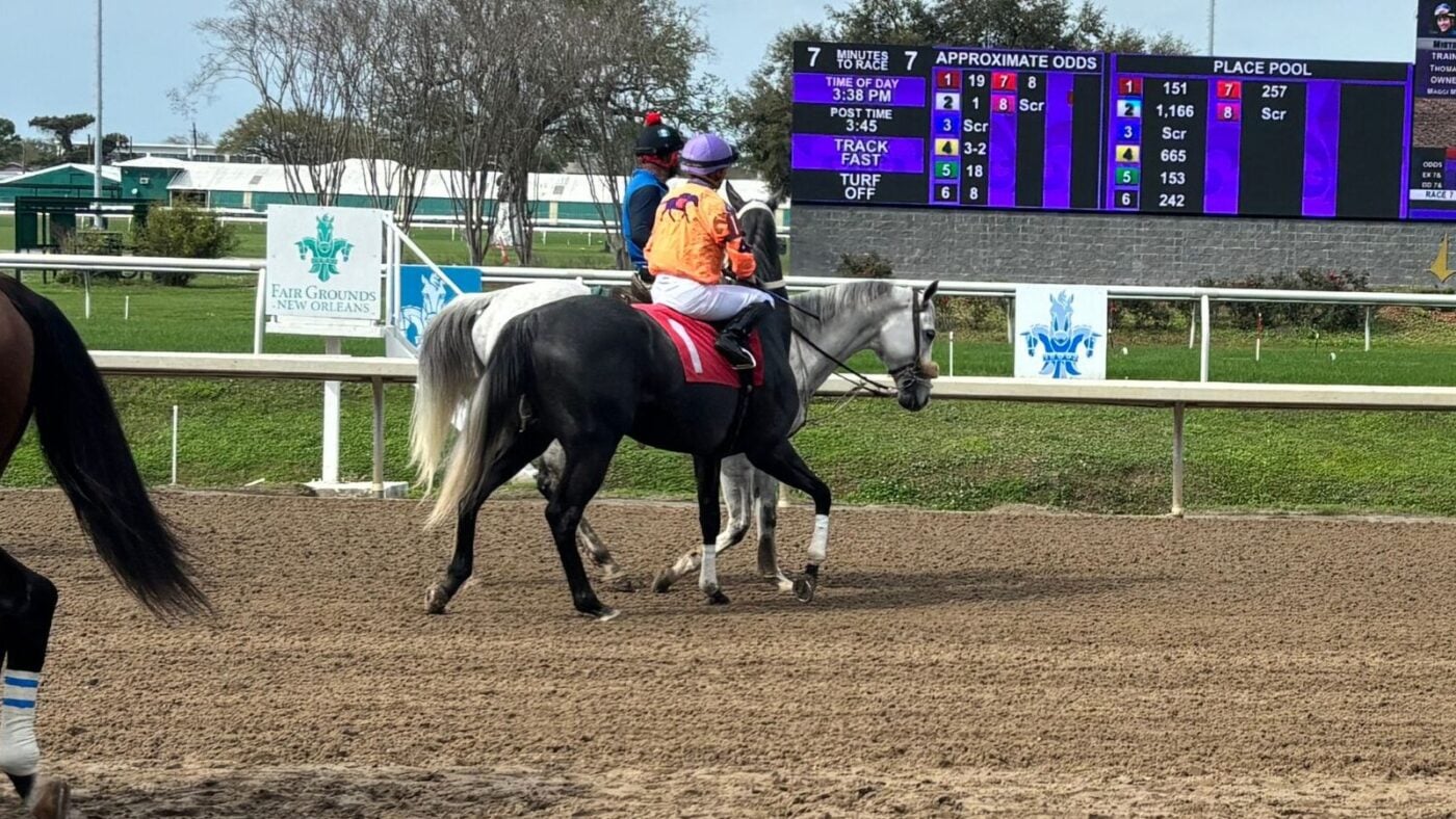 Retired racehorse leading a racehorse to the starting gates.