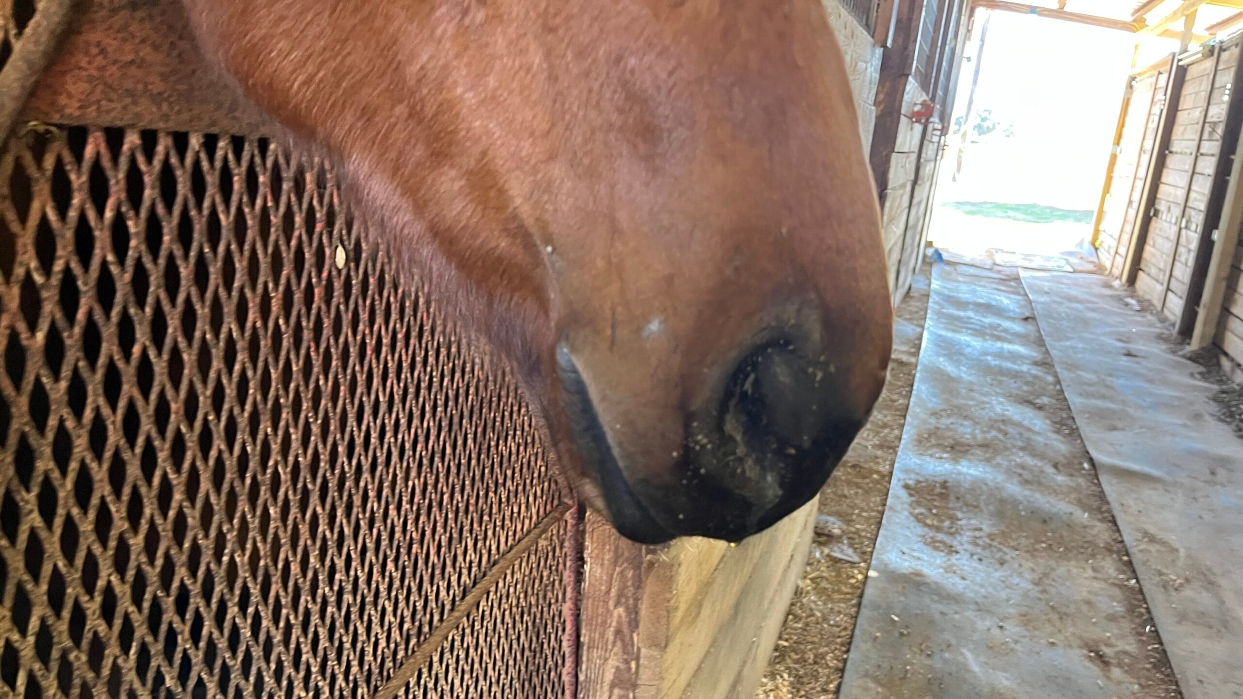 My racehorse nosebleed from lungs after workout.