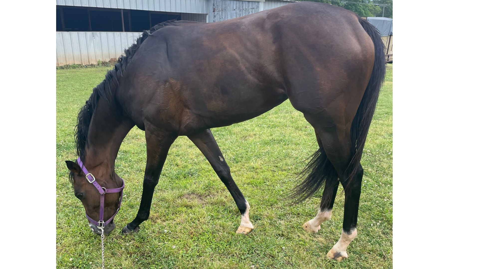 Seamus's Girl three-year-old filly recently claimed — female horses race as fillies through age four