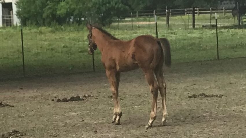 Young Thoroughbred foal in pasture at two months old
