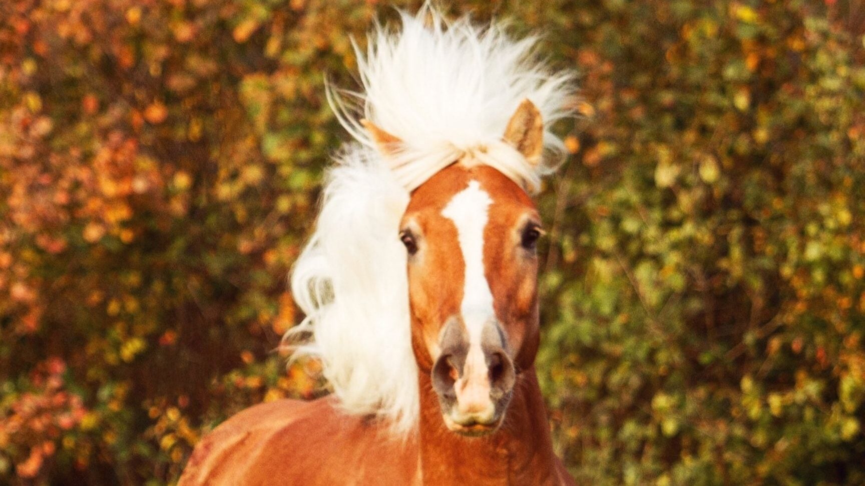 Haflinger horse with chestnut coat and long flaxen mane &mdash; horse breed with long hair
