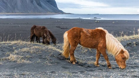 Icelandic Horse with thick mane and tail &mdash; breed known for long hair and cold-climate insulation