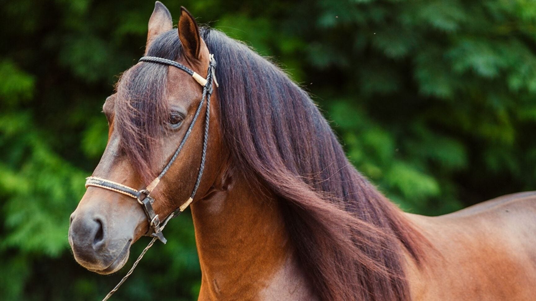 Paso Fino horse with long flowing mane showing the breed's characteristic hair and gaited movement
