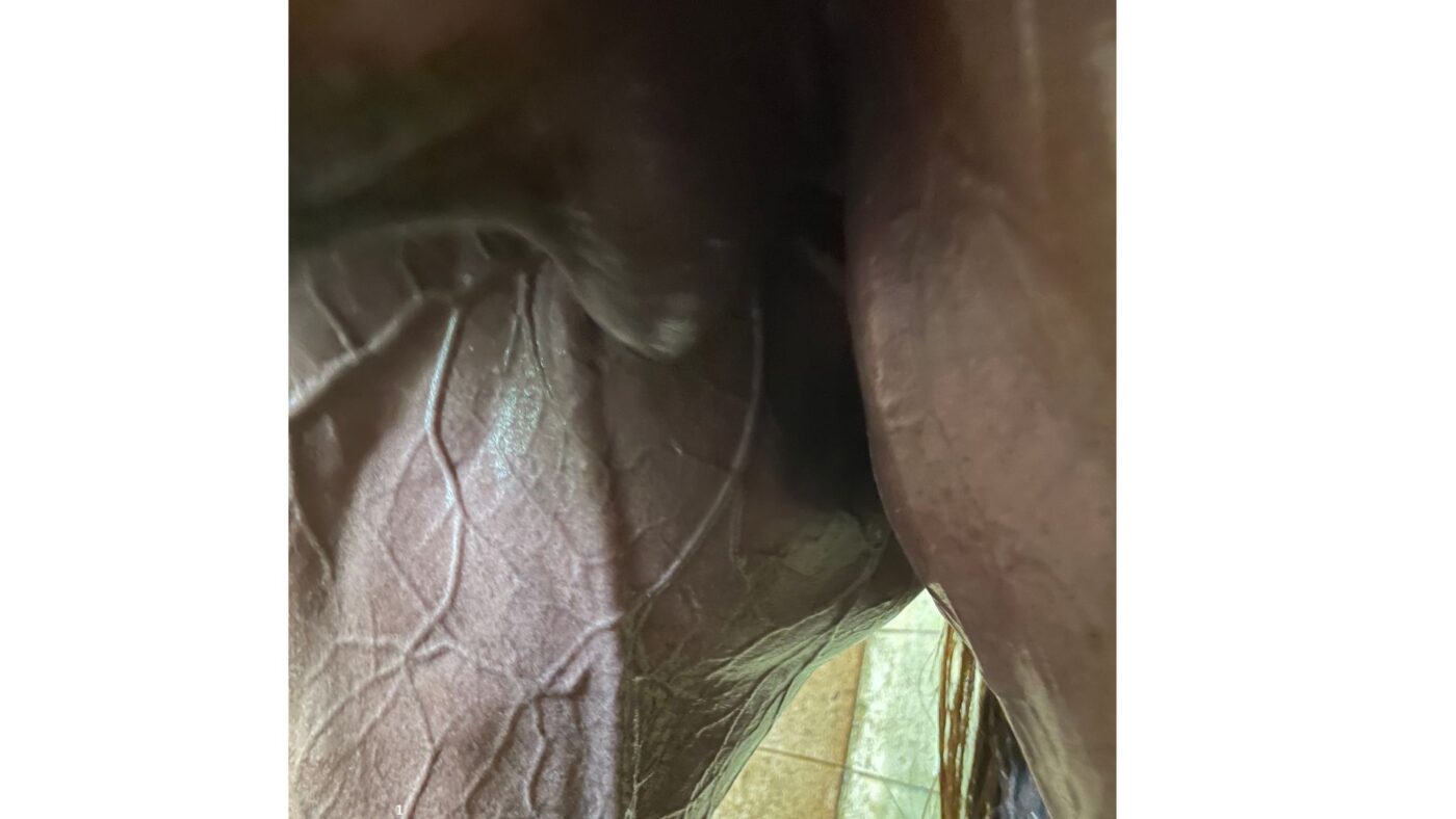 Cryptorchid colt showing one undescended testicle — the retained testicle remains in the abdomen and must be surgically removed
