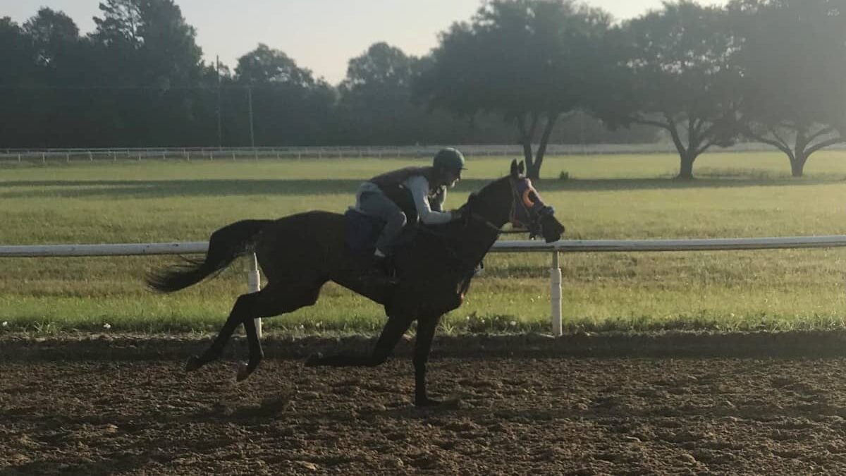 Why racehorses train early in the morning. Here is a young racehorse in early morning workout at a private training facility in Louisiana