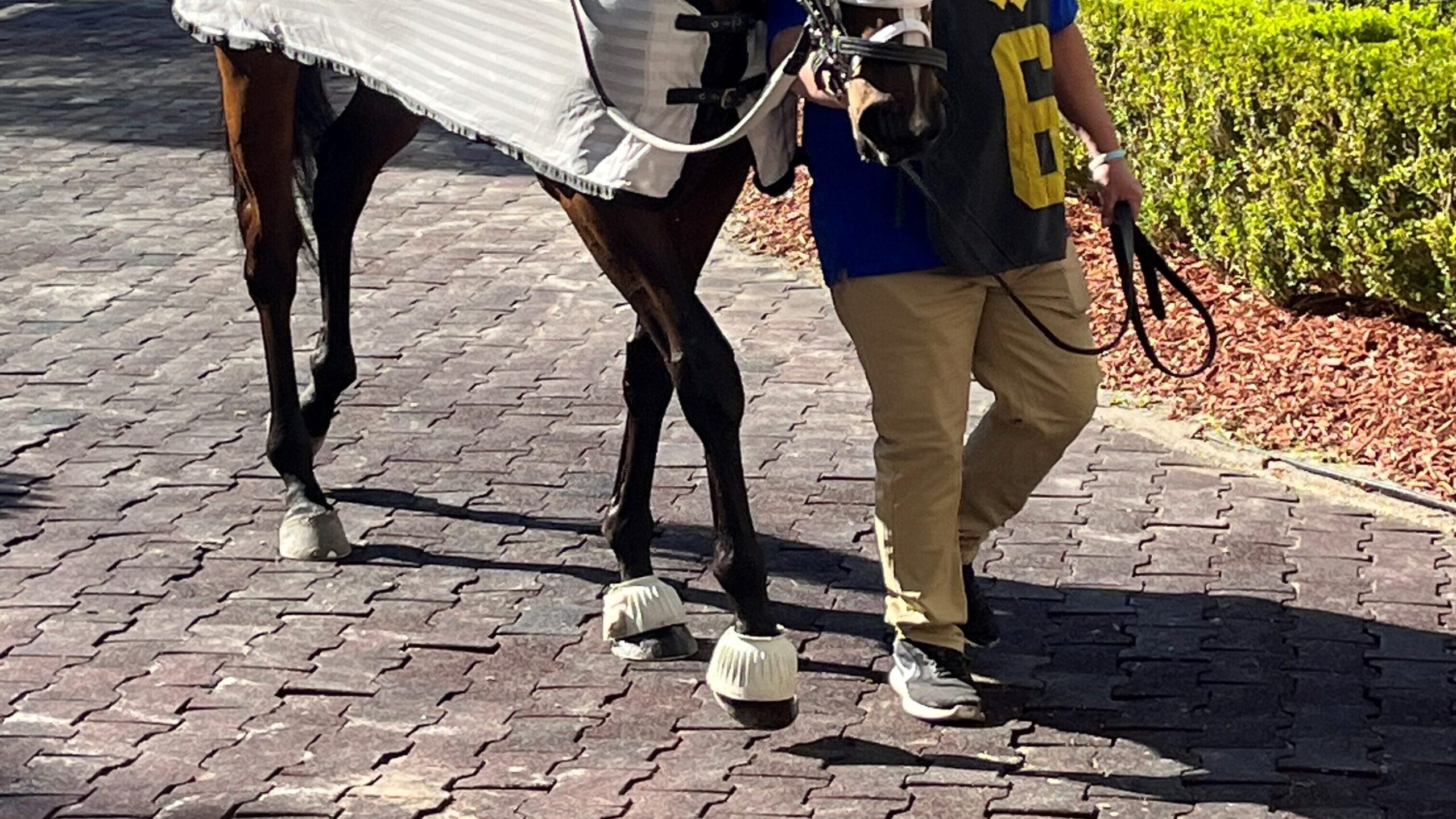 Bell boots for horses on Thoroughbred front feet in racing paddock
