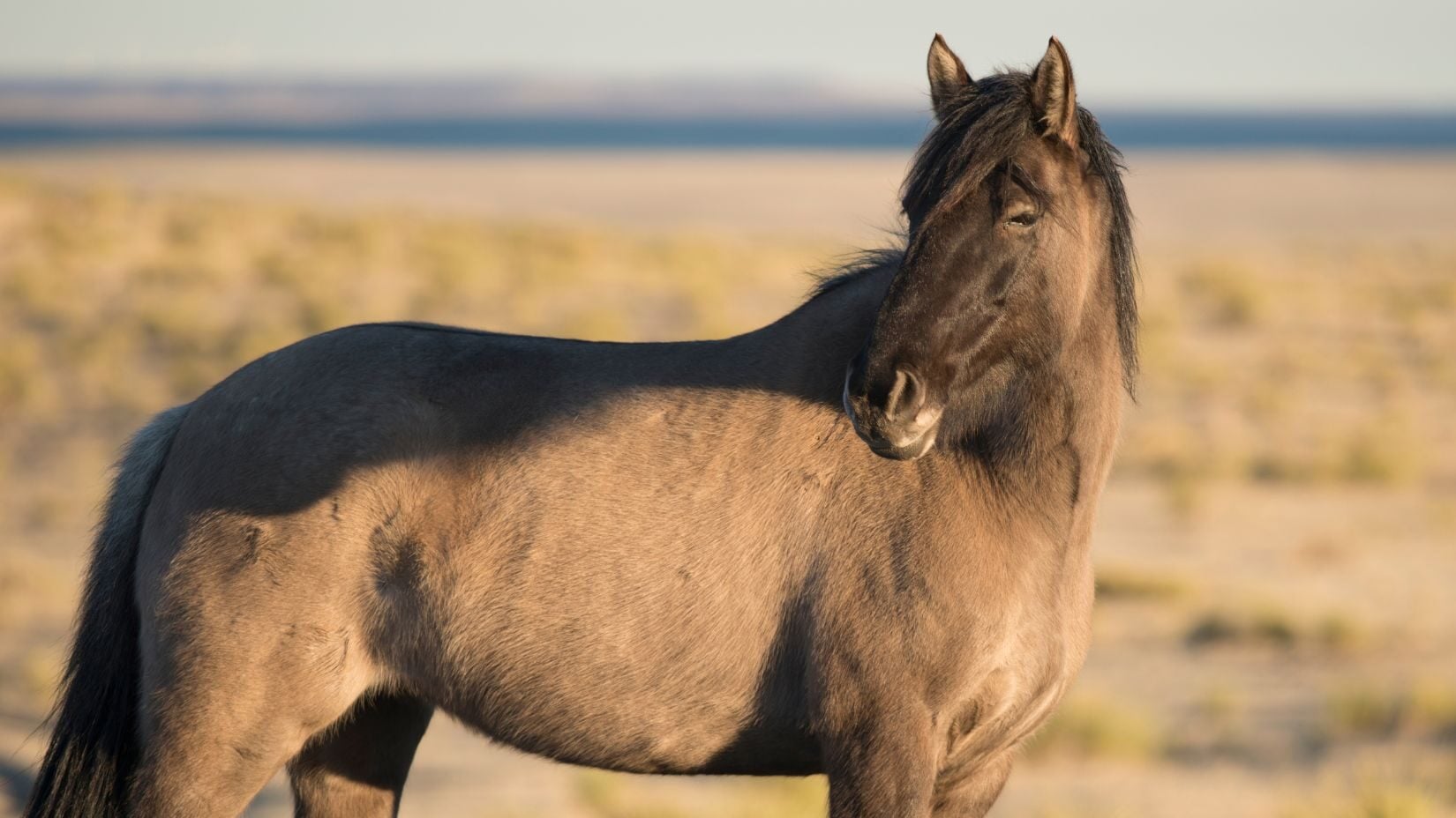 Grullo mustang with dark facial mask &mdash; primitive dun markings that distinguish grullo from blue roan.