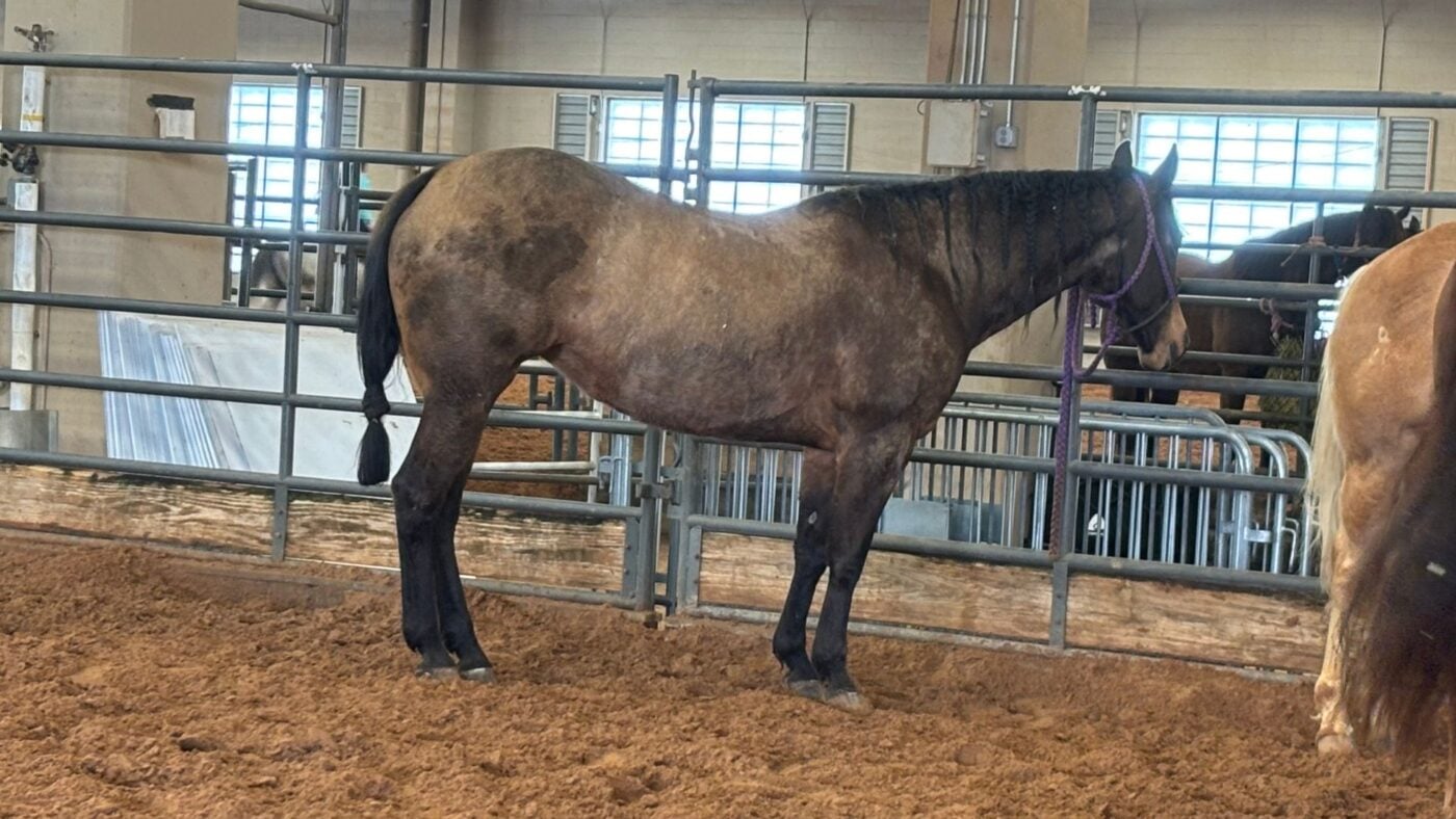 Grullo Quarter Horse standing in an arena showing the characteristic smoky blue-gray coat and dark primitive markings of the grullo color.