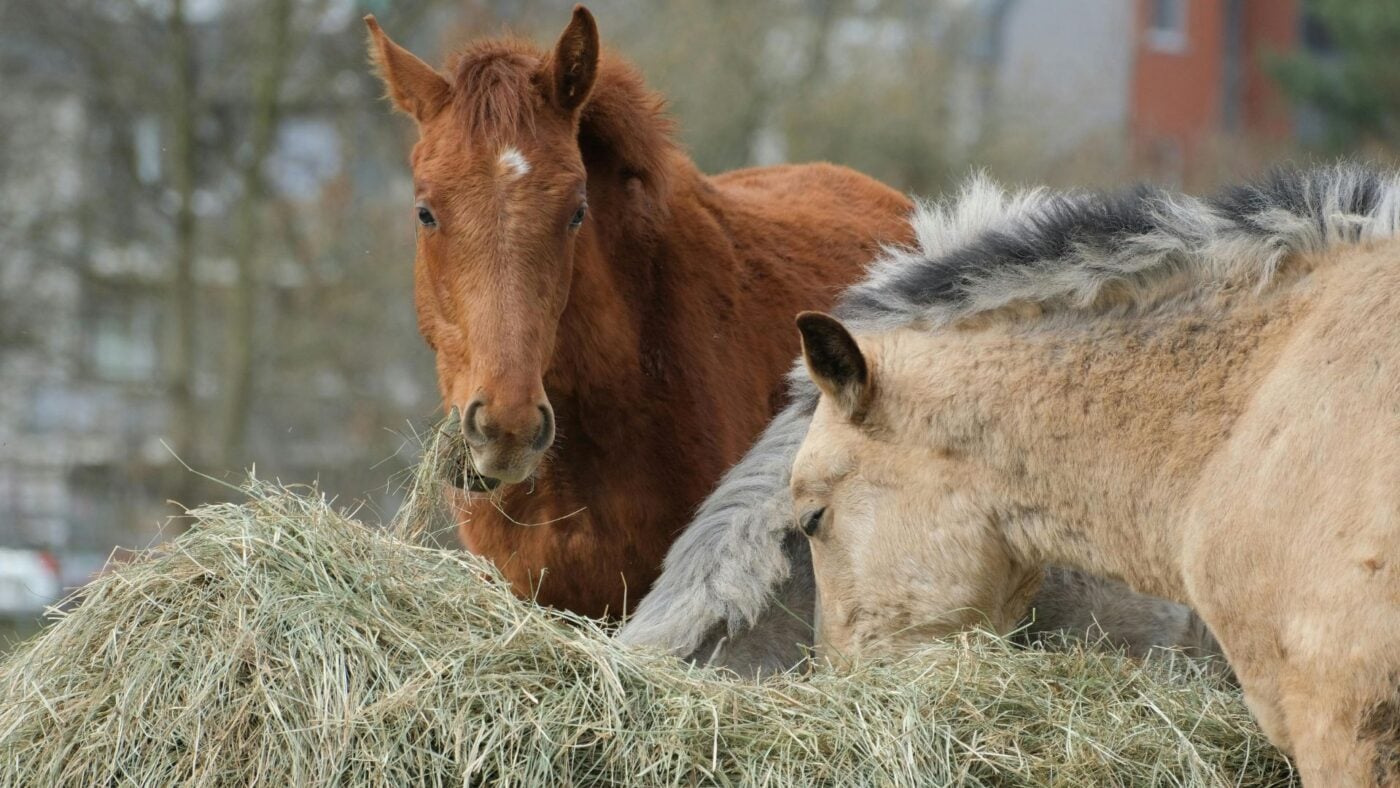Horses eating Bermuda hay safely in a paddock