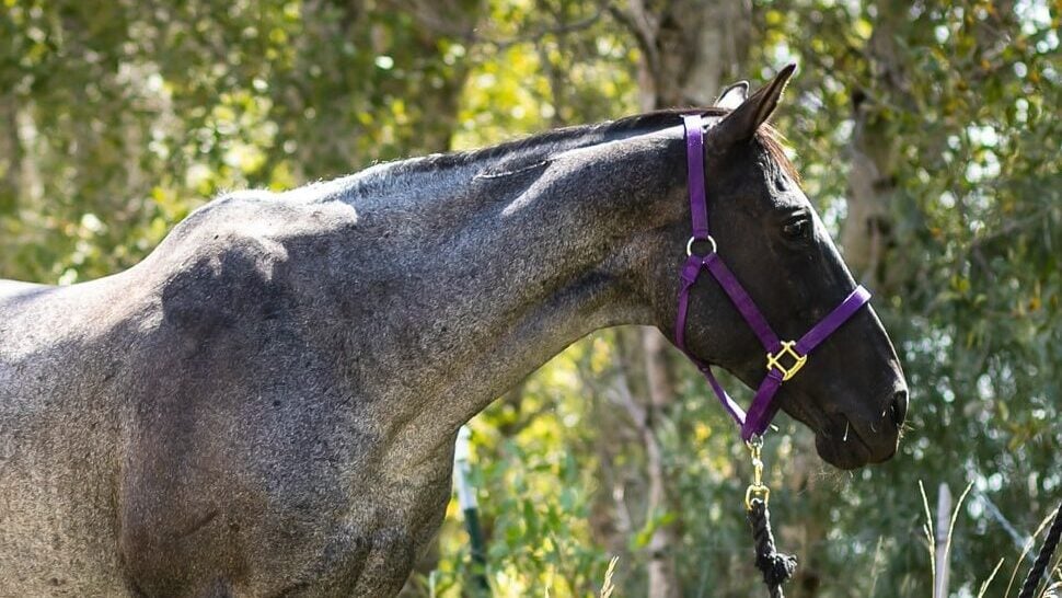 Blue roan vs gray vs grullo &mdash; blue roan Quarter Horse showing characteristic dark head.