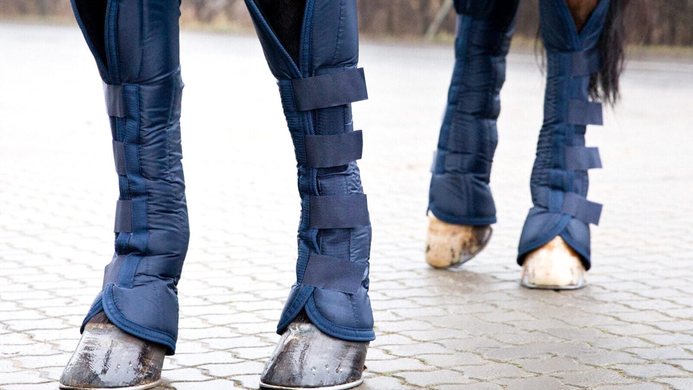 Horse wearing shipping boots for trailer hauling.