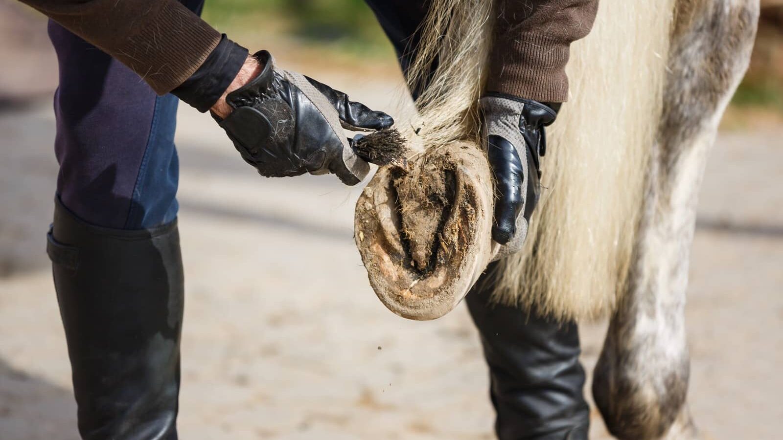 Person picking out a Thoroughbred hoof — do Thoroughbreds have bad feet? Yes, and daily inspection is the first line of management for racehorse foot health