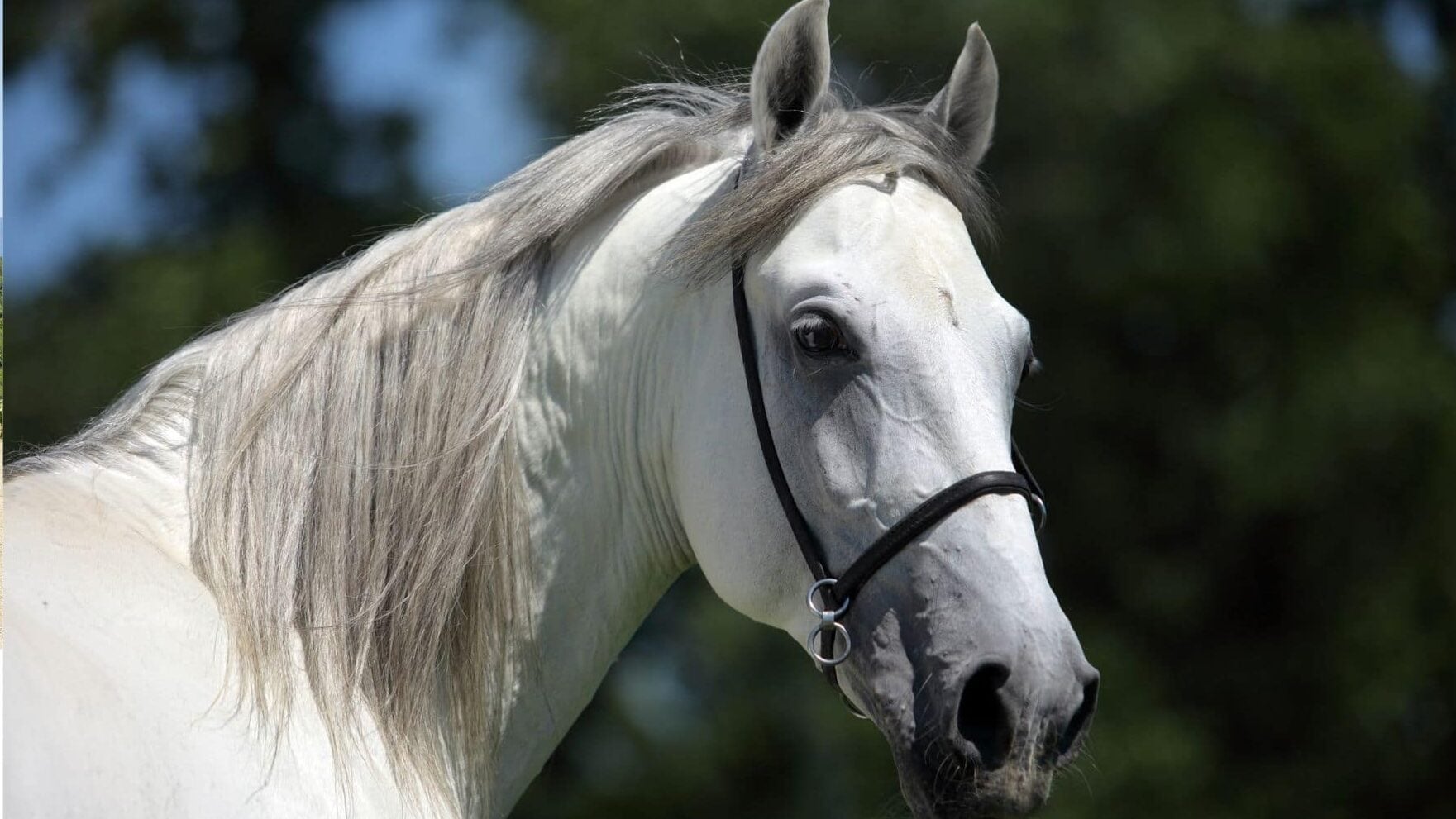 Andalusian horse with a long, naturally wavy mane