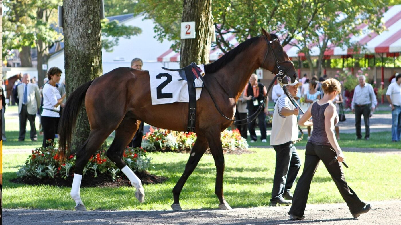 Horse walking the Saratoga paddock, the home of the Whitney Stakes