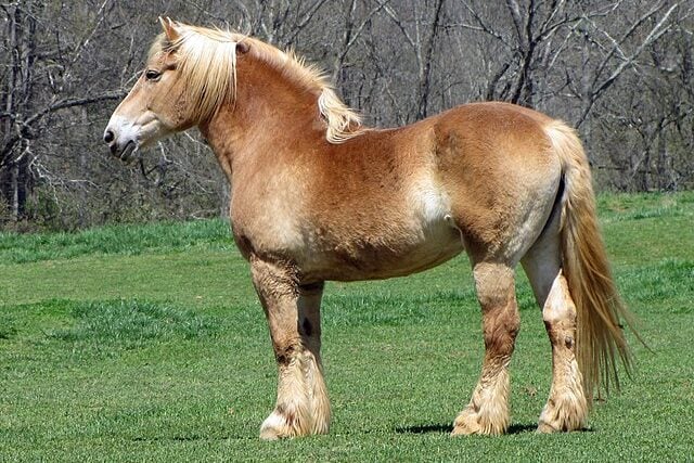 Belgian draft horse standing in a field, demonstrating his size and strength.