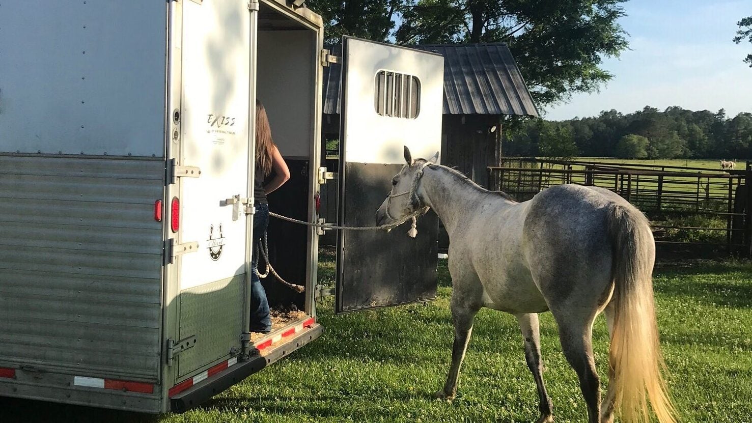 Horse being loaded into a trailer before a barrel race, showing early signs of anxiety.