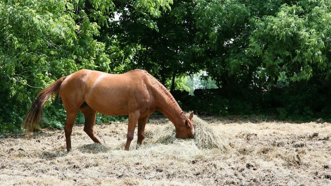 Horse with its head deeply in a pile of hay.