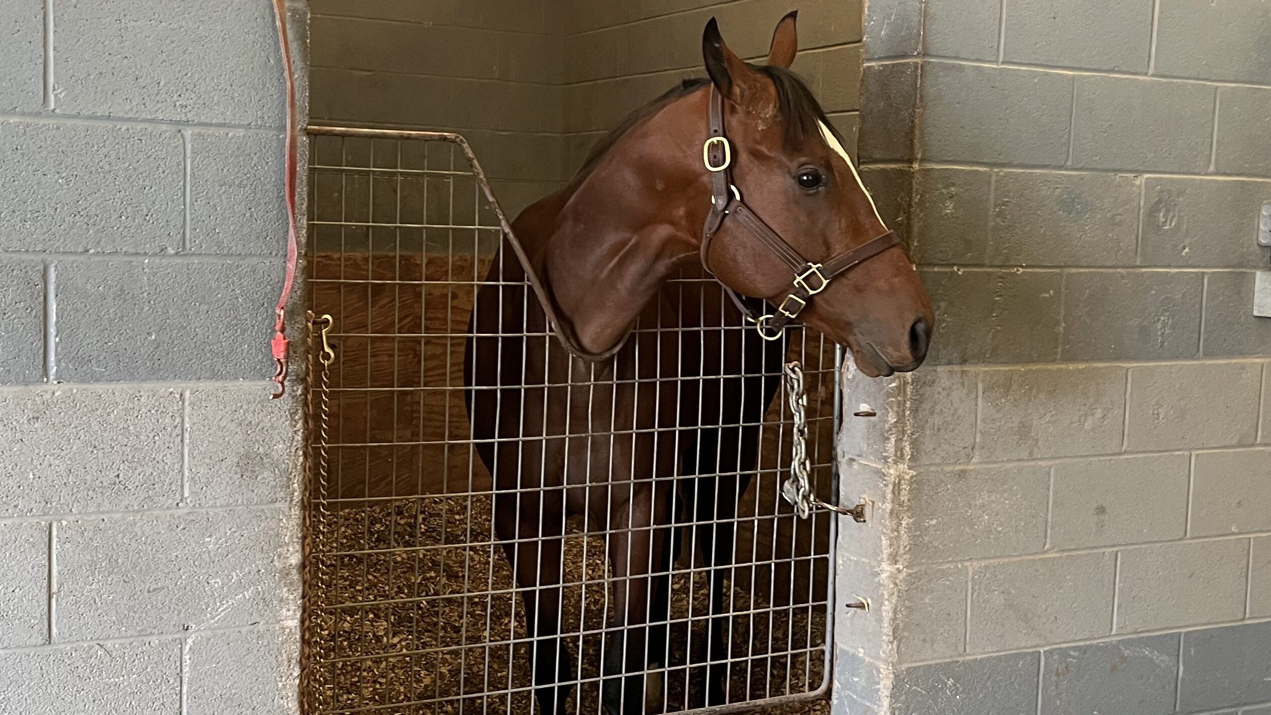 Horse in a stall displaying a relaxed ear position.