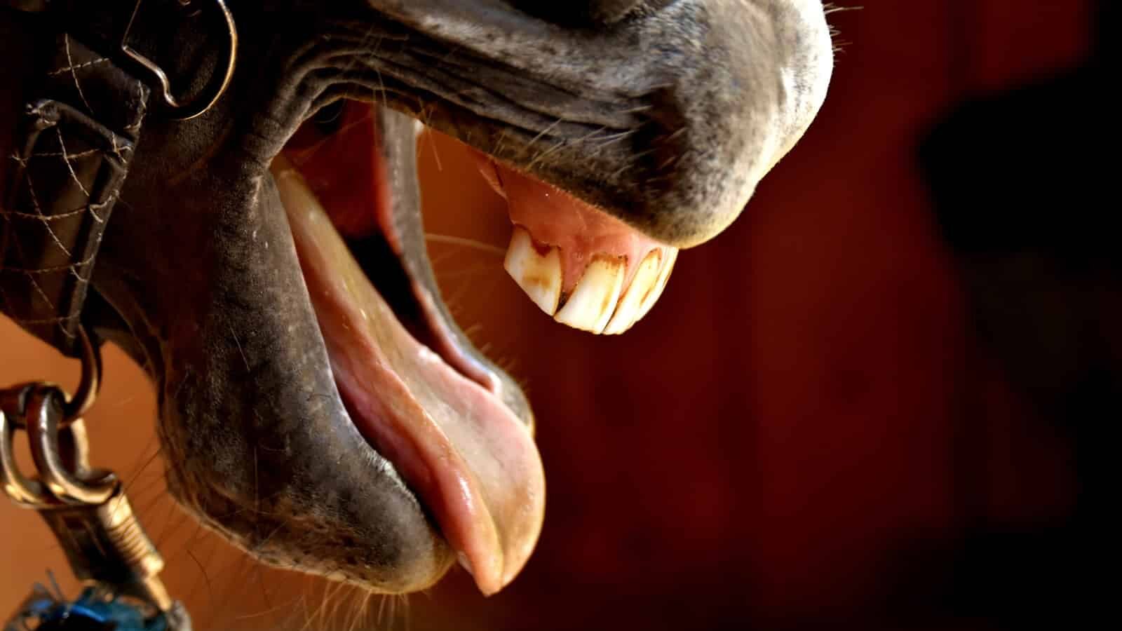 Close view of a horse's incisors during a dental inspection