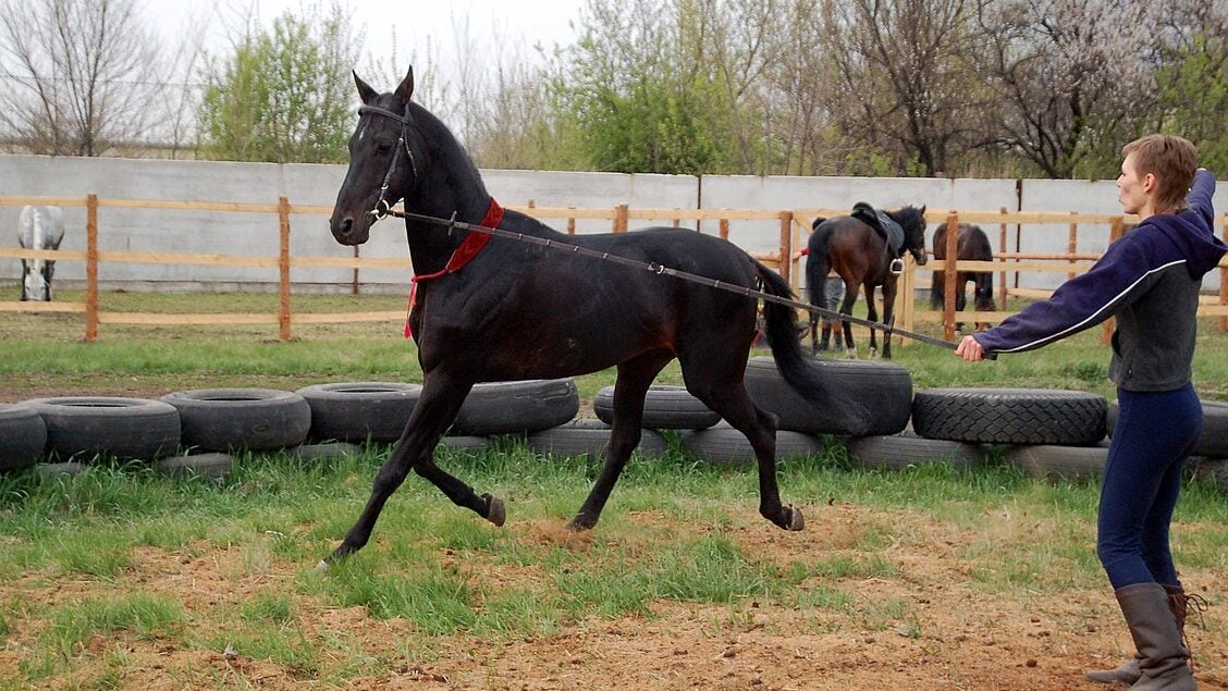Horse warmup on a lunge line. 