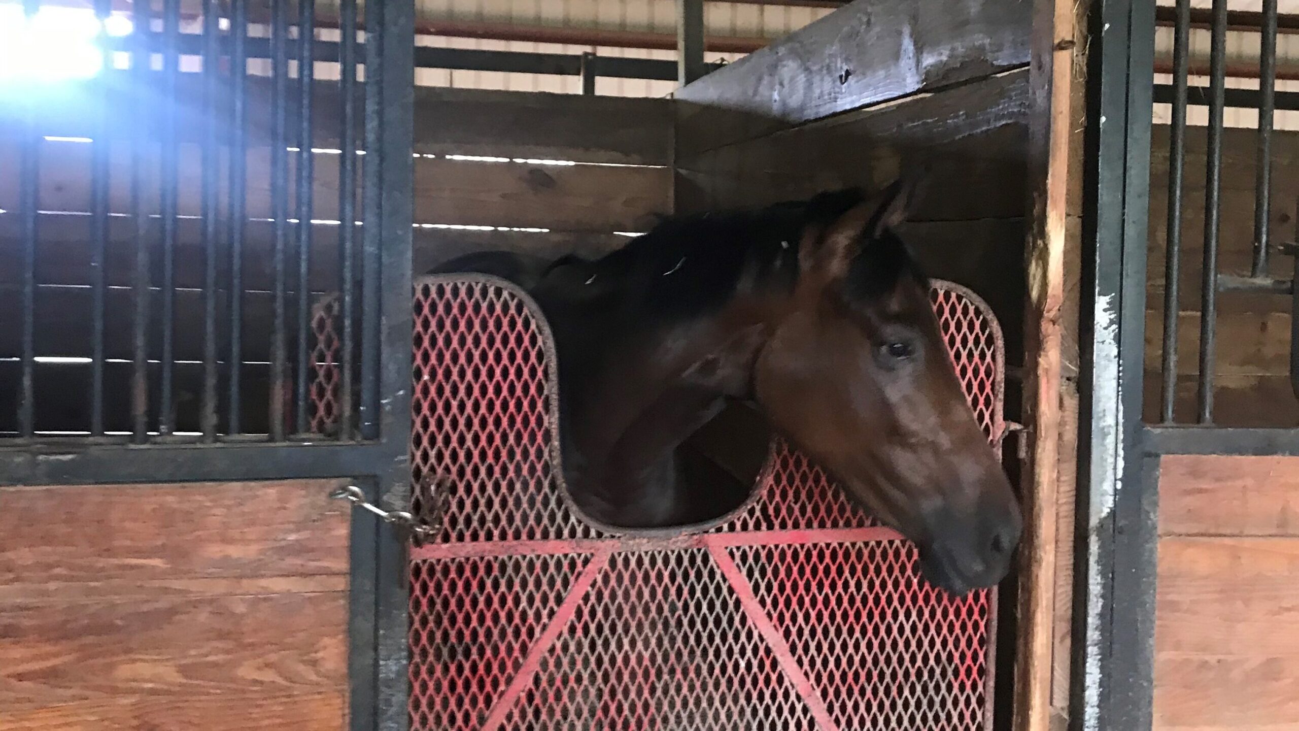Horse in a stall with a barn fan running