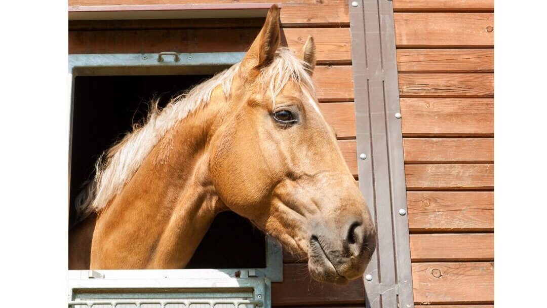 Horse with a champagne-diluted coat
