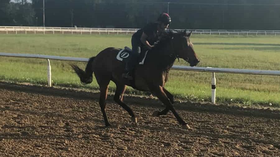 Thoroughbredgallopin during a timed morning workout on a dirt track in Folsom Louisiana. 