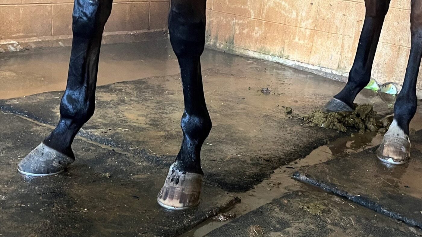 Close-up of a horse's lower front legs and hooves