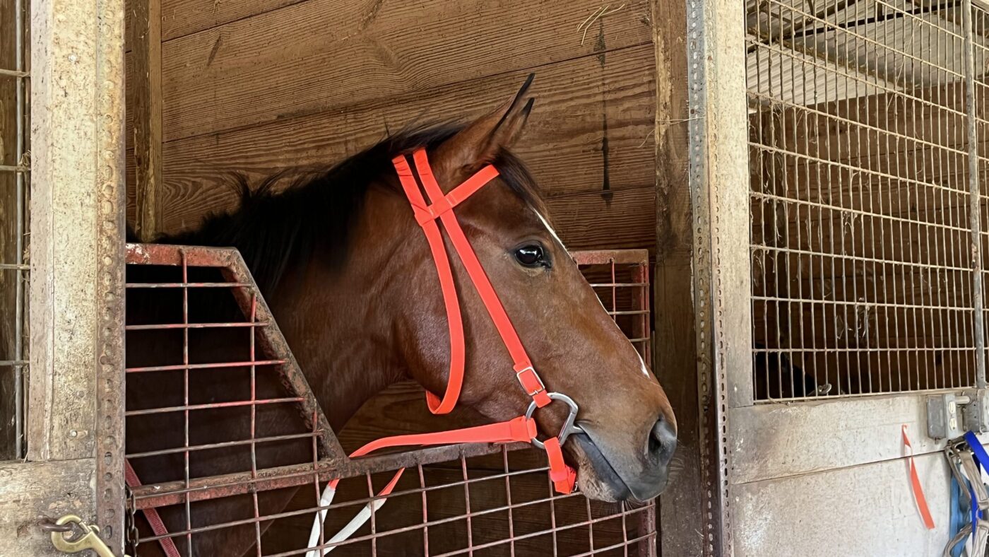 Horse with a soft eye and relaxed mouth while standing in a stall.